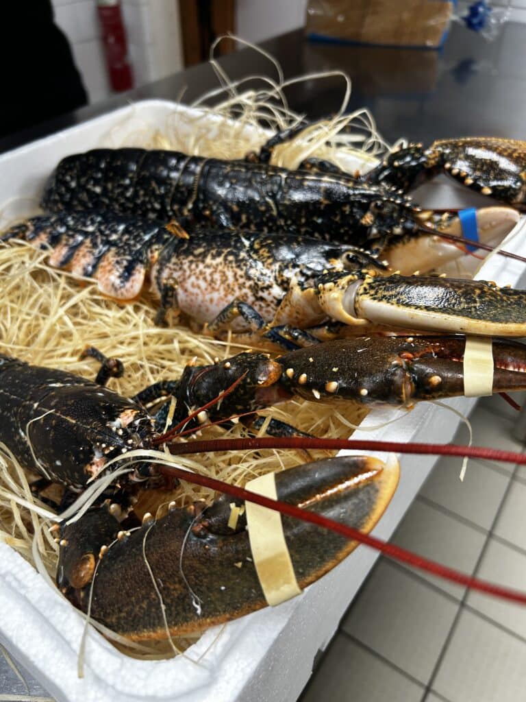 Deux homards bleus vivants aux pinces bandées reposant sur un lit de paille dans un bac blanc.